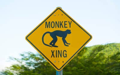 Mount Nevis Hotel - Experiences - Monkey Sign