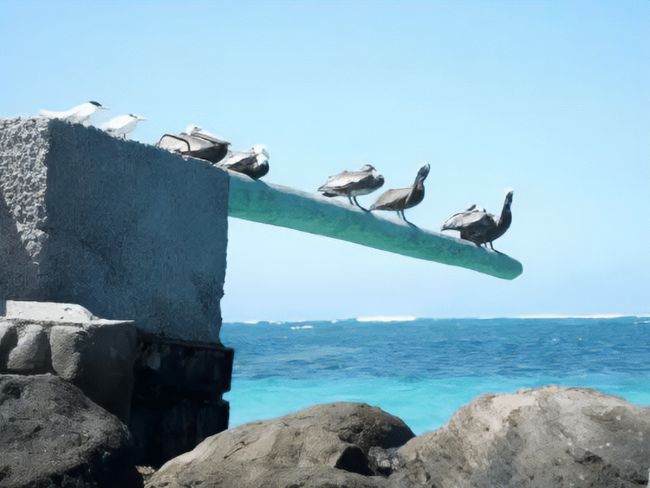 The Mount Nevis Hotel - Experiences - Pelicans on herbet